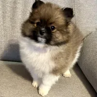 Bella?, a female Pomeranian for sale in Asotin, WA – Photo 2 of 9