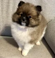 Bella?, a female Pomeranian for sale in Asotin, WA – Photo 2 of 10