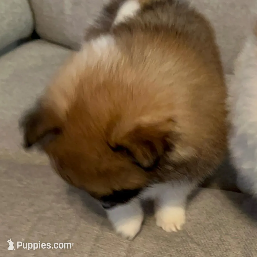 Bella?, a female Pomeranian for sale in Asotin, WA – Photo 10 of 10