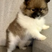 Bella?, a female Pomeranian for sale in Asotin, WA – Photo 7 of 9