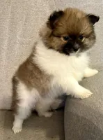 Bella?, a female Pomeranian for sale in Asotin, WA – Photo 7 of 10