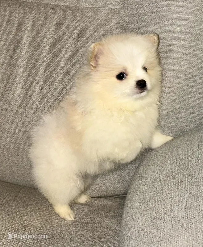 Kodiak? – Pomeranian puppy for sale in Asotin, WA