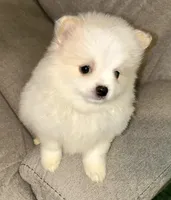 Kodiak?, a male Pomeranian for sale in Asotin, WA – Photo 1 of 10