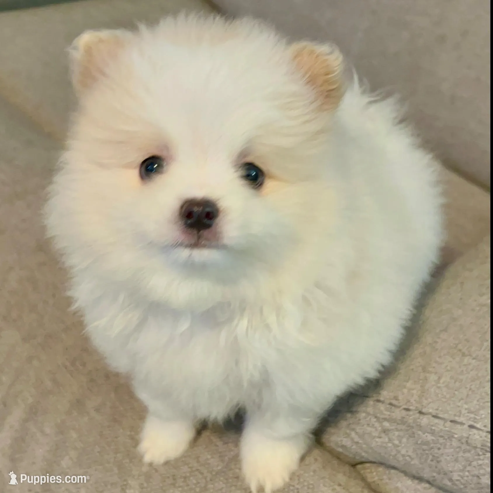 Kodiak?, a male Pomeranian for sale in Asotin, WA – Photo 3 of 10