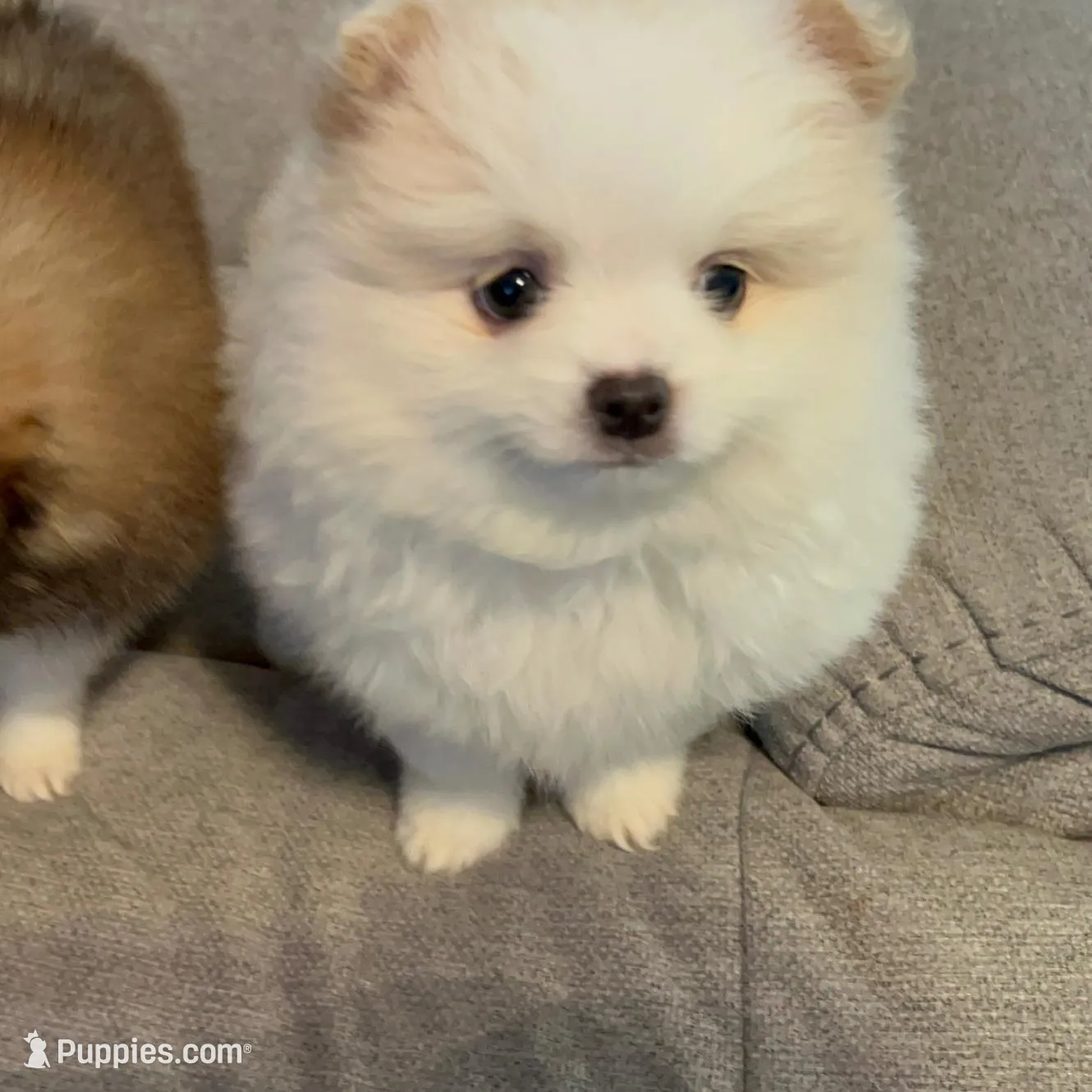 Kodiak?, a male Pomeranian for sale in Asotin, WA – Photo 10 of 10