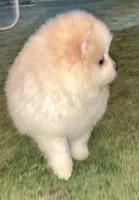 Kodiak?, a male Pomeranian for sale in Asotin, WA – Photo 9 of 10