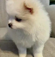 Kodiak?, a male Pomeranian for sale in Asotin, WA – Photo 4 of 10