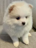 Kodiak?, a male Pomeranian for sale in Asotin, WA – Photo 5 of 10