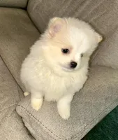 Kodiak?, a male Pomeranian for sale in Asotin, WA – Photo 8 of 10