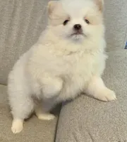 Kodiak?, a male Pomeranian for sale in Asotin, WA – Photo 7 of 10