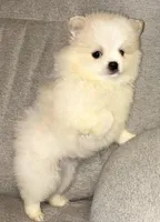 Kodiak?, a male Pomeranian for sale in Asotin, WA – Photo 2 of 10