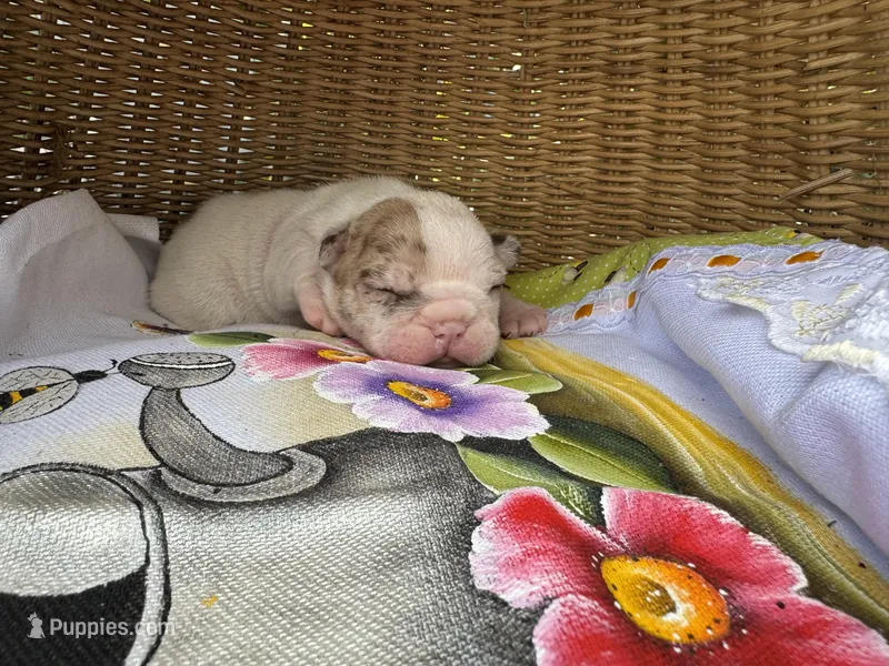 Banana Rama – Frenchton puppy for sale in Miami Gardens, FL