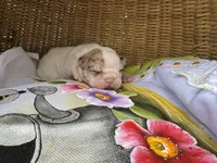 Banana Rama, a female Frenchton for sale in Miami Gardens, FL – Photo 1 of 2