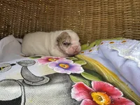 Banana Rama, a female Frenchton for sale in Miami Gardens, FL – Photo 2 of 2