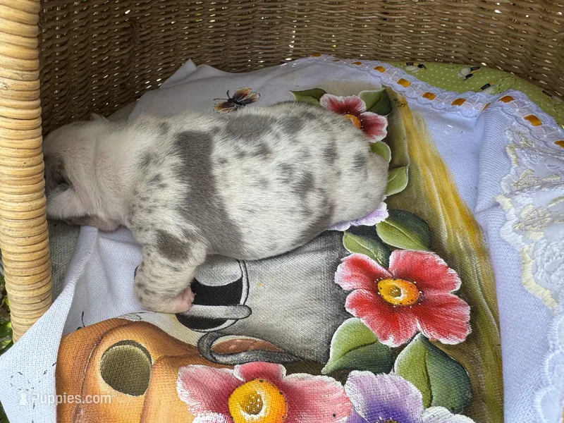 Pablo Picasso  – Frenchton puppy for sale in Miami Gardens, FL