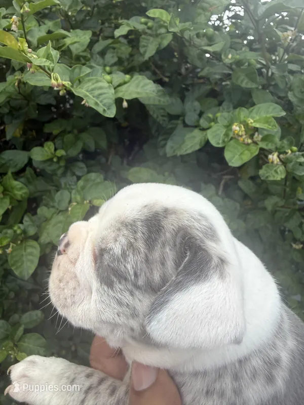 Pablo Picasso  – Frenchton puppy for sale in Miami Gardens, FL