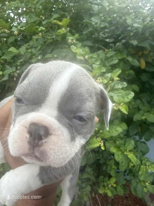 Ultra Violet  – Frenchton puppy for sale in Miami Gardens, FL