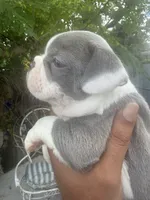 Ultra Violet , a female Frenchton for sale in Miami Gardens, FL – 2 of 4