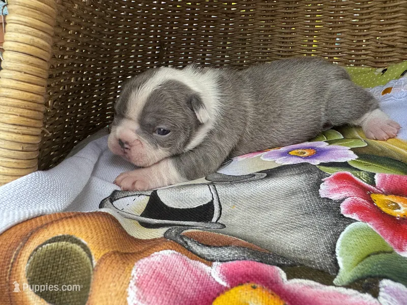 Ultra Violet  – Frenchton puppy for sale in Miami Gardens, FL