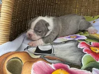Ultra Violet , a female Frenchton for sale in Miami Gardens, FL – Photo 1 of 2