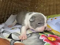 Ultra Violet , a female Frenchton for sale in Miami Gardens, FL – Photo 2 of 2