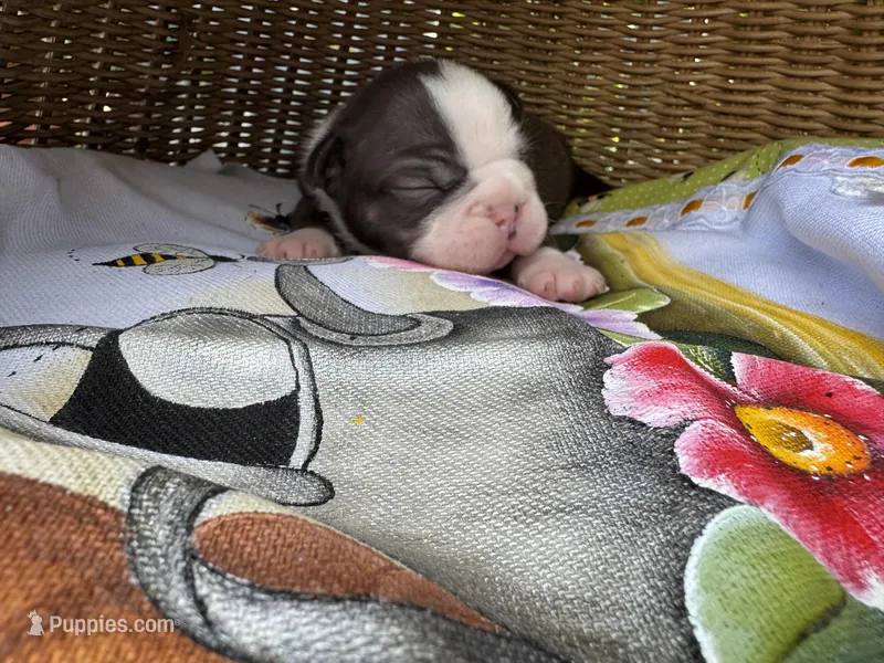 Chocolate Chip – Frenchton puppy for sale in Miami Gardens, FL