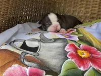 Chocolate Chip, a male Frenchton for sale in Miami Gardens, FL – Photo 2 of 2