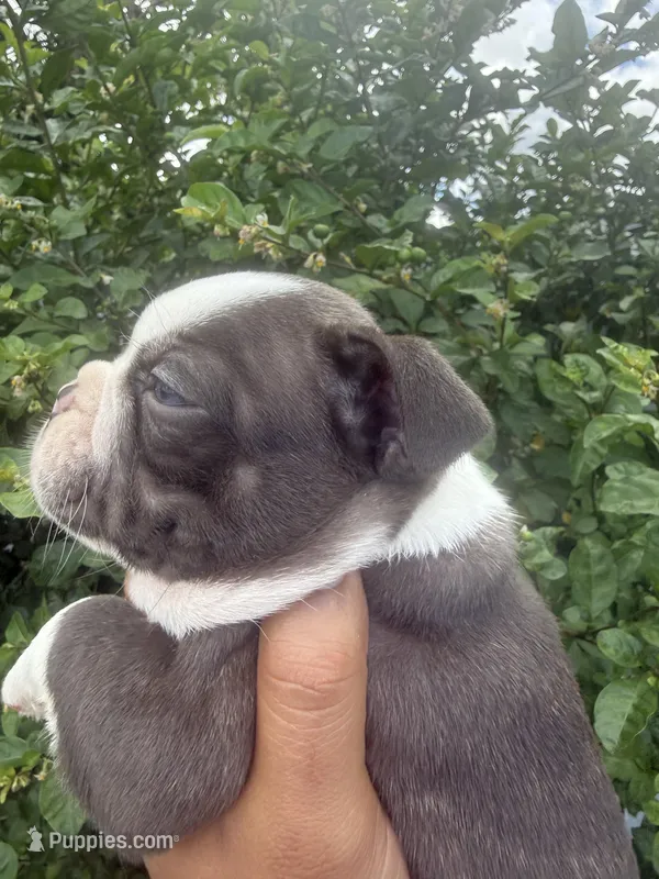 Chocolate Chip – Frenchton puppy for sale in Miami Gardens, FL