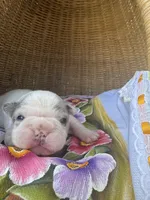 Dorcas, a female Frenchton for sale in Miami Gardens, FL – Photo 1 of 2