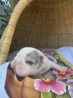 Dorcas, a female Frenchton for sale in Miami Gardens, FL – Photo 2 of 2