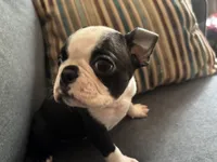 Berry, a male Boston Terrier for sale in Wesley Chapel, FL – 2 of 3