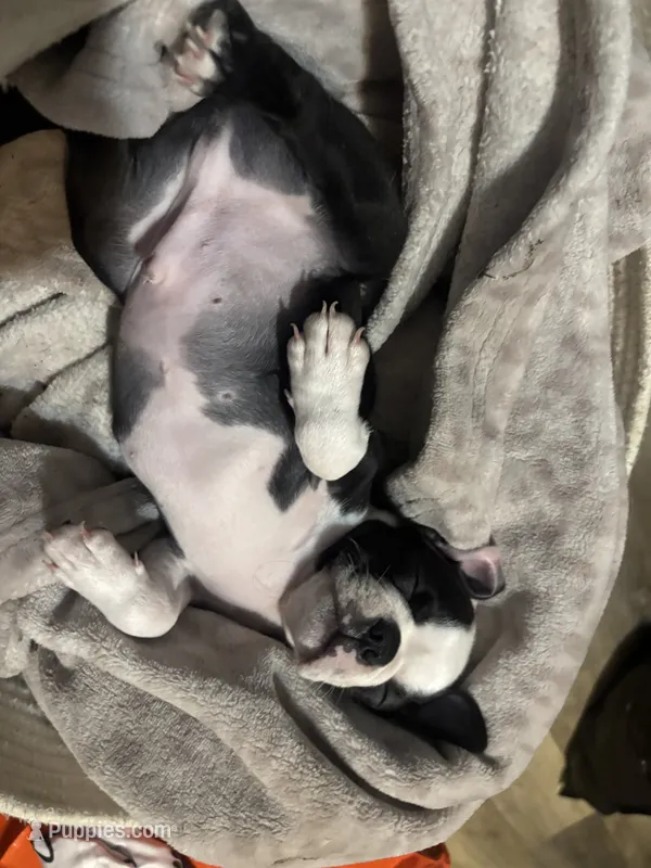 Berry – Boston Terrier puppy for sale in Wesley Chapel, FL