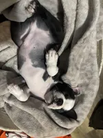 Berry, a male Boston Terrier for sale in Wesley Chapel, FL – 1 of 3