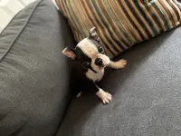 Berry, a male Boston Terrier for sale in Wesley Chapel, FL – 3 of 3