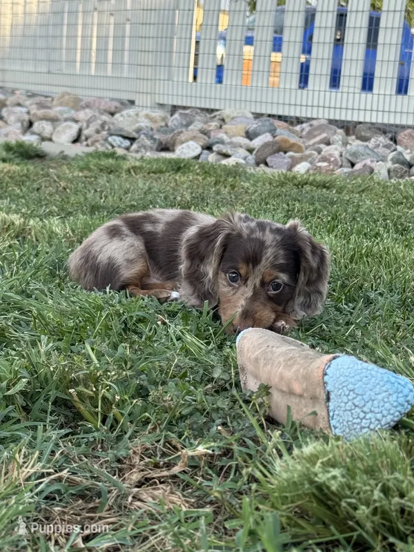 9703766149 – Miniature Dachshund puppy for sale in Greeley, CO