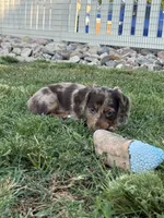 9703766149, a male Miniature Dachshund for sale in Greeley, CO – 1 of 4