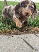 9703766149, a male Miniature Dachshund for sale in Greeley, CO – 3 of 4