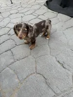 9703766149, a male Miniature Dachshund for sale in Greeley, CO – 4 of 4