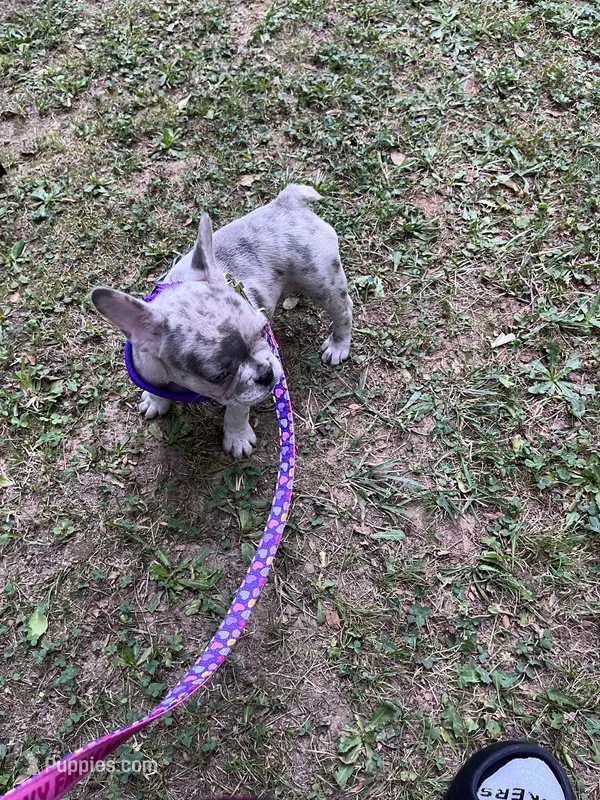 Krumble – French Bulldog puppy for sale in New York, NY