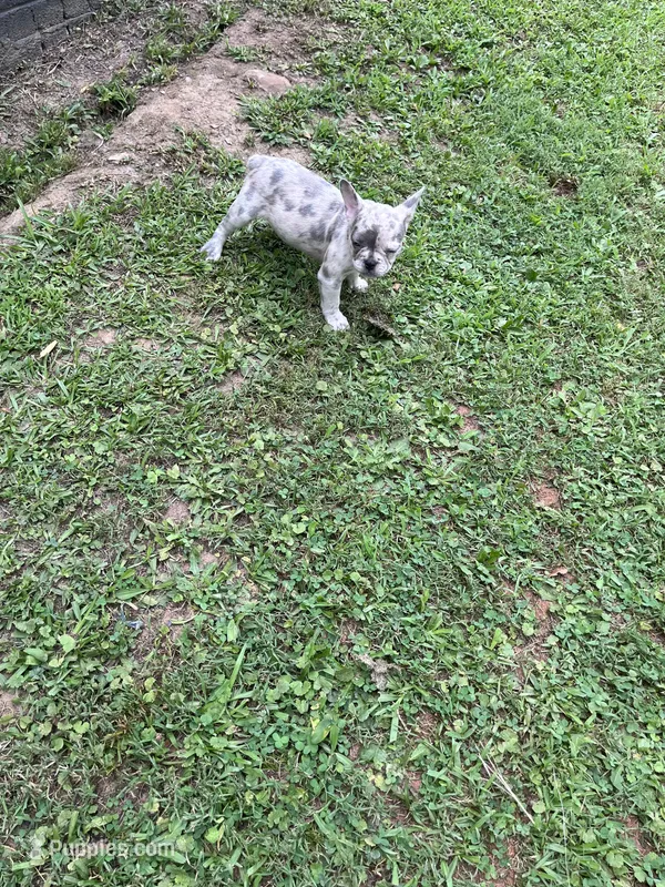 Krumble – French Bulldog puppy for sale in South Carolina, SC