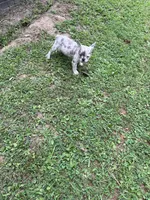 Krumble, a female French Bulldog for sale in South Carolina, SC – 1 of 5