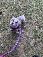 Krumble, a female French Bulldog for sale in South Carolina, SC – 3 of 5