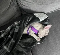 Krumble, a female French Bulldog for sale in South Carolina, SC – 5 of 5