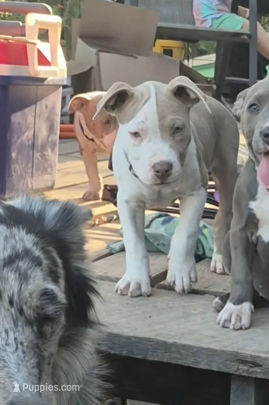 Fawn boy 4 – American Staffordshire Terrier puppy for sale in Steelville, MO