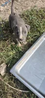 Blue male 1, a male American Staffordshire Terrier for sale in Steelville, MO – 4 of 6