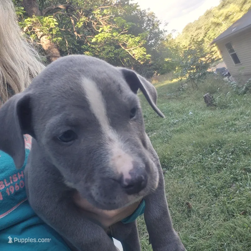 Blue male 1 – American Staffordshire Terrier puppy for sale in Steelville, MO
