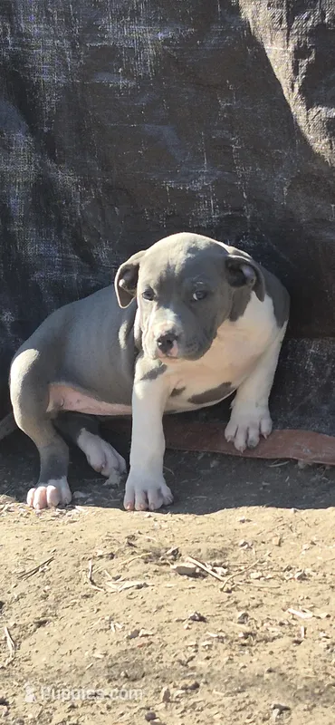 Girl 2 – American Staffordshire Terrier puppy for sale in Steelville, MO