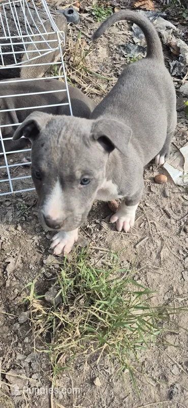 Blue girl 3 – American Staffordshire Terrier puppy for sale in Steelville, MO