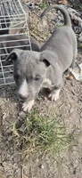 Blue girl 3, a female American Staffordshire Terrier for sale in Steelville, MO – 1 of 4