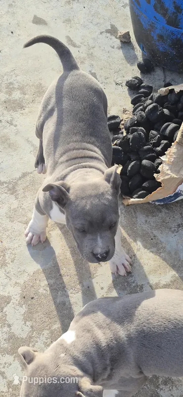 Girl 3 – American Staffordshire Terrier puppy for sale in Steelville, MO